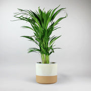 Goldfruchtpalme 'Areca Palme' - Dypsis lutescens
