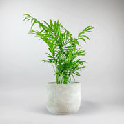 Bergpalme - Chamaedorea elegans