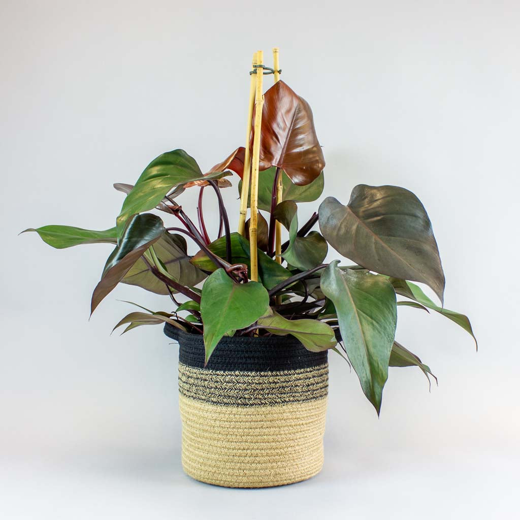 philodendron baumfreund kaufen Philodendron Ruby