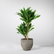 Drachenbaum Janet Craig Compacta | Dracaena fragrans