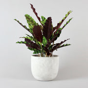 Korbmarante 'Lancifolia' - Calathea Lancifolia
