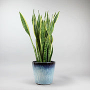 Bogenhanf 'Laurentii' - Sansevieria 'Laurentii'