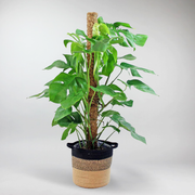 Monstera Deliciosa mit Moosstab | Monstera deliciosa