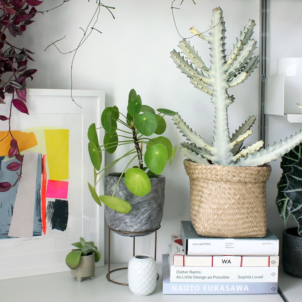 cactus punkte einlösen Geschenk-Abo einlösen – Bloombox Club DE