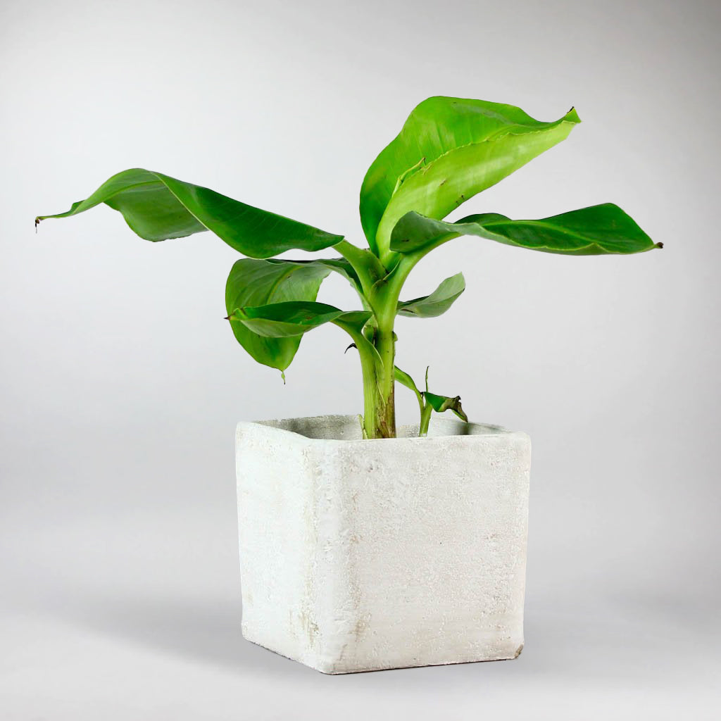 Bananenpflanze 'Dwarf Cavendish'