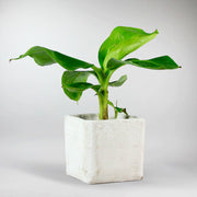 Bananenpflanze - Musa acuminata 'Dwarf Cavendish'