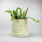 Sägeblattkaktus | Epiphyllum anguliger