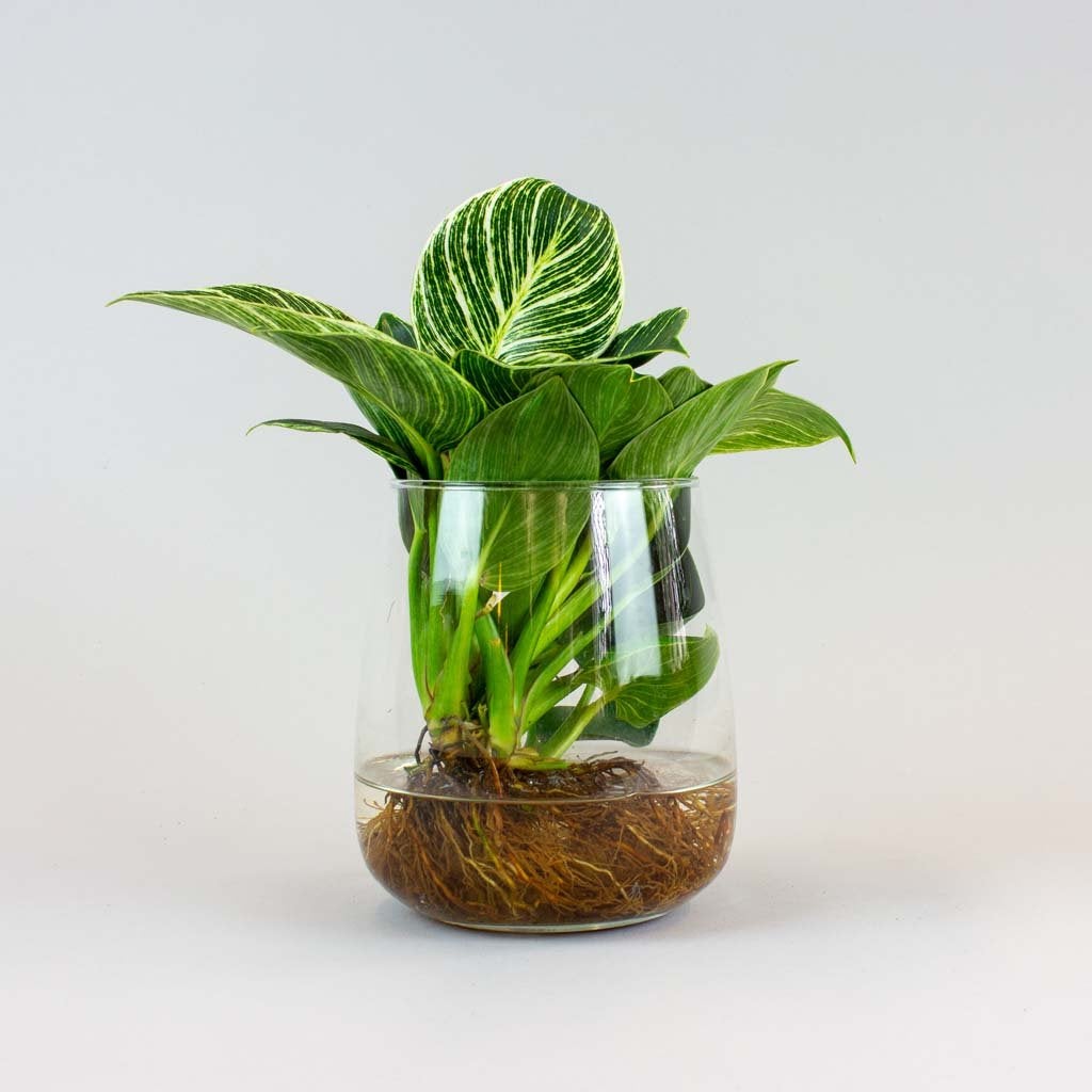 hydroponic philodendron white wave Philodendron 'White Wave' im Glas - Hydroponik