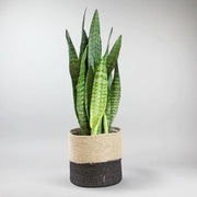 Grüner Bogenhanf - Sansevieria zeylanica