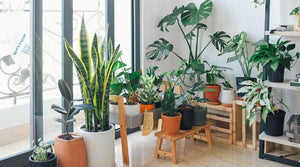 Verschiedene Pflanzen in Wohnzimmer