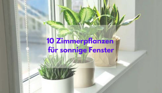 10 Zimmerpflanzen für sonnige Fenster