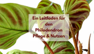 Ein Leitfaden für den Philodendron Pflege & Nutzen