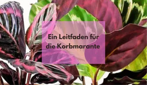 Ein Leitfaden für die Calathea Roseopictas: Pflege & Vorteile