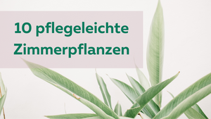 10 pflegeleichte Zimmerpflanzen