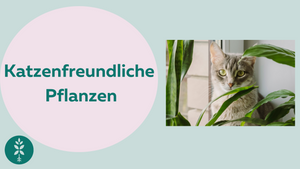 5 Katzenfreundliche Pflanzen