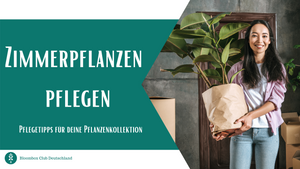 Zimmerpflanzen pflegen