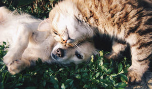 Hund und Katze auf Wiese