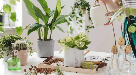Profi-Tipps um eine Zimmerpflanze wieder zum Leben zu erwecken