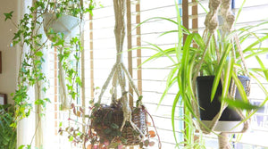 Welche hängenden Zimmerpflanzen sind perfekt für dein Zuhause?
