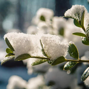 Schnee auf Blättern