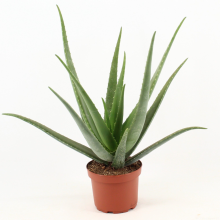 Pflegeleichte Aloe Vera
