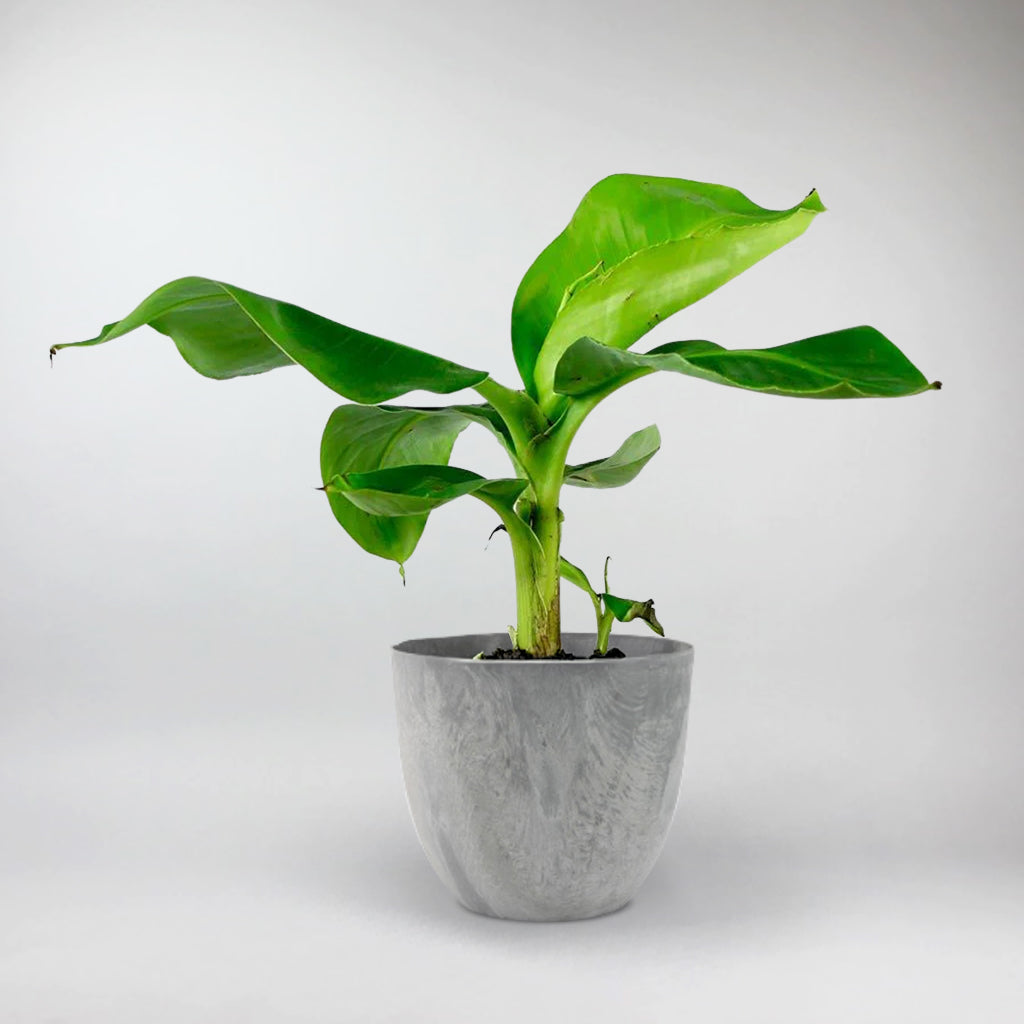 Banana Plant with Grey Bola Pot
