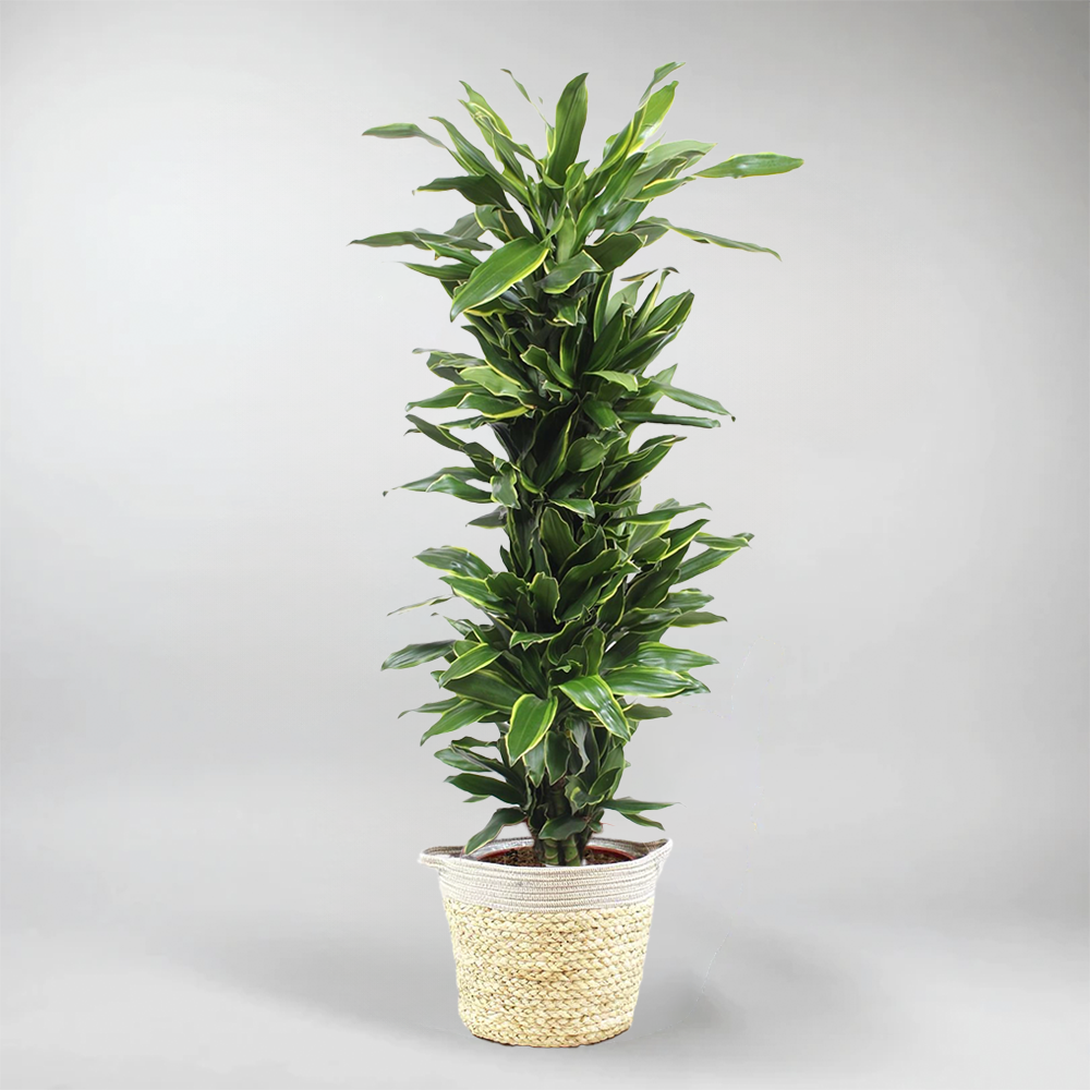 Drachenbaum 'Golden Coast'