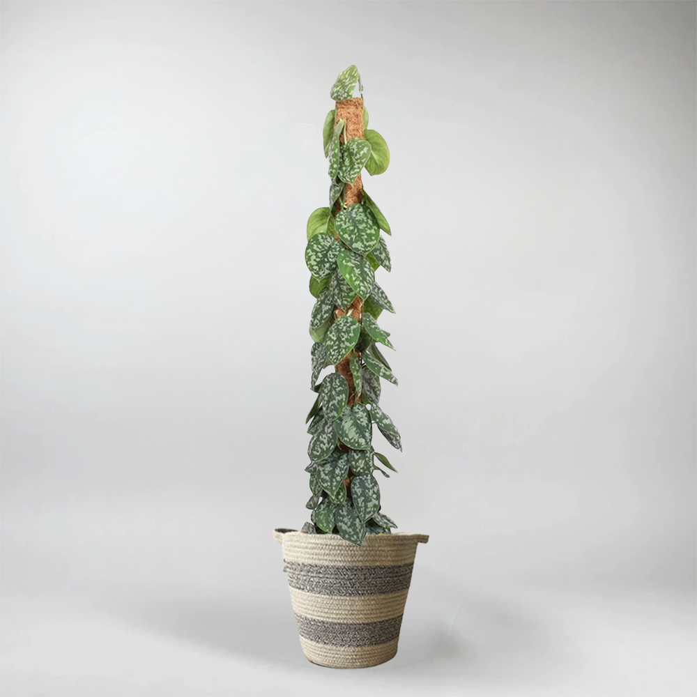 Gefleckte Efeutute Silver Vine