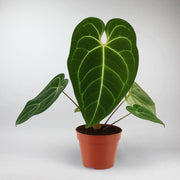 Regal Anthurium | Anthurium Regale