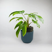Mayoi Philodendron Terrarium Plant  Philodendron Mayoi