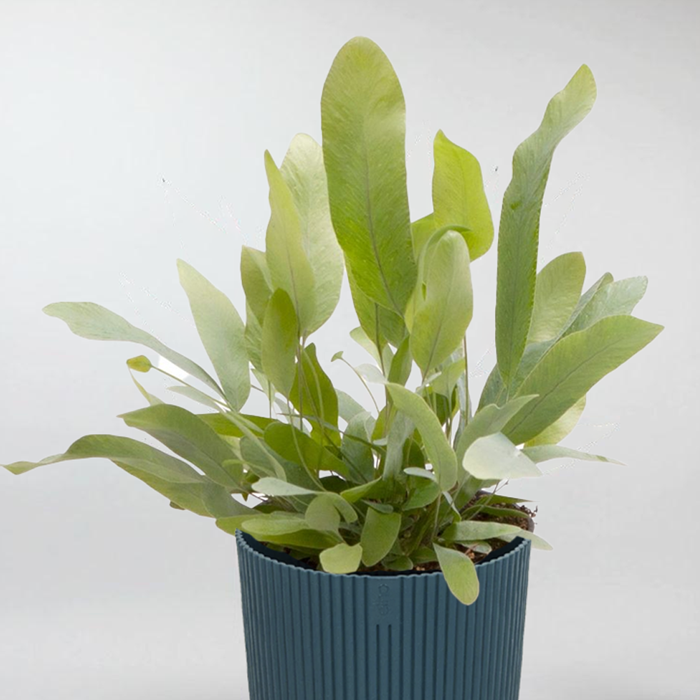 Phlebodium Blue Star - Fougère Polypode Doré Bleuté Pour Intérieur Maison Ou Bureau (Pot 25-35cm)