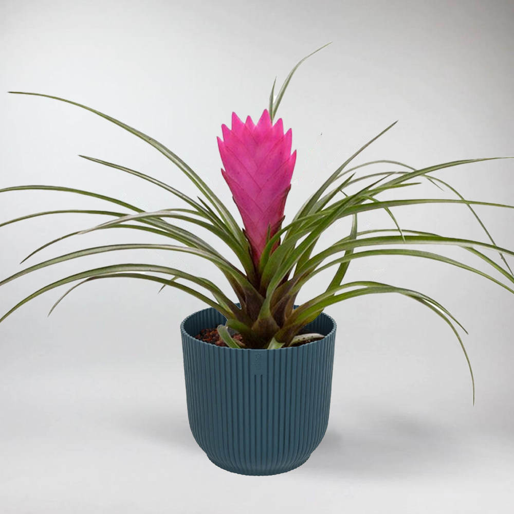 Lot De 5 Mini Tillandsia Différentes - Plantes D'Intérieur Faciles D'Entretien