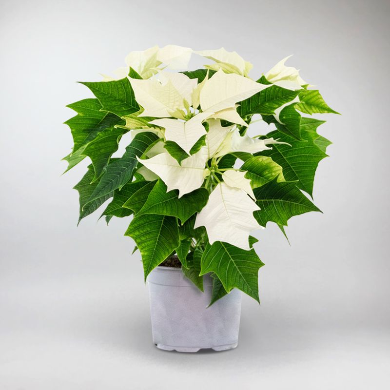 Poinsettia WhiteP10.5 H20