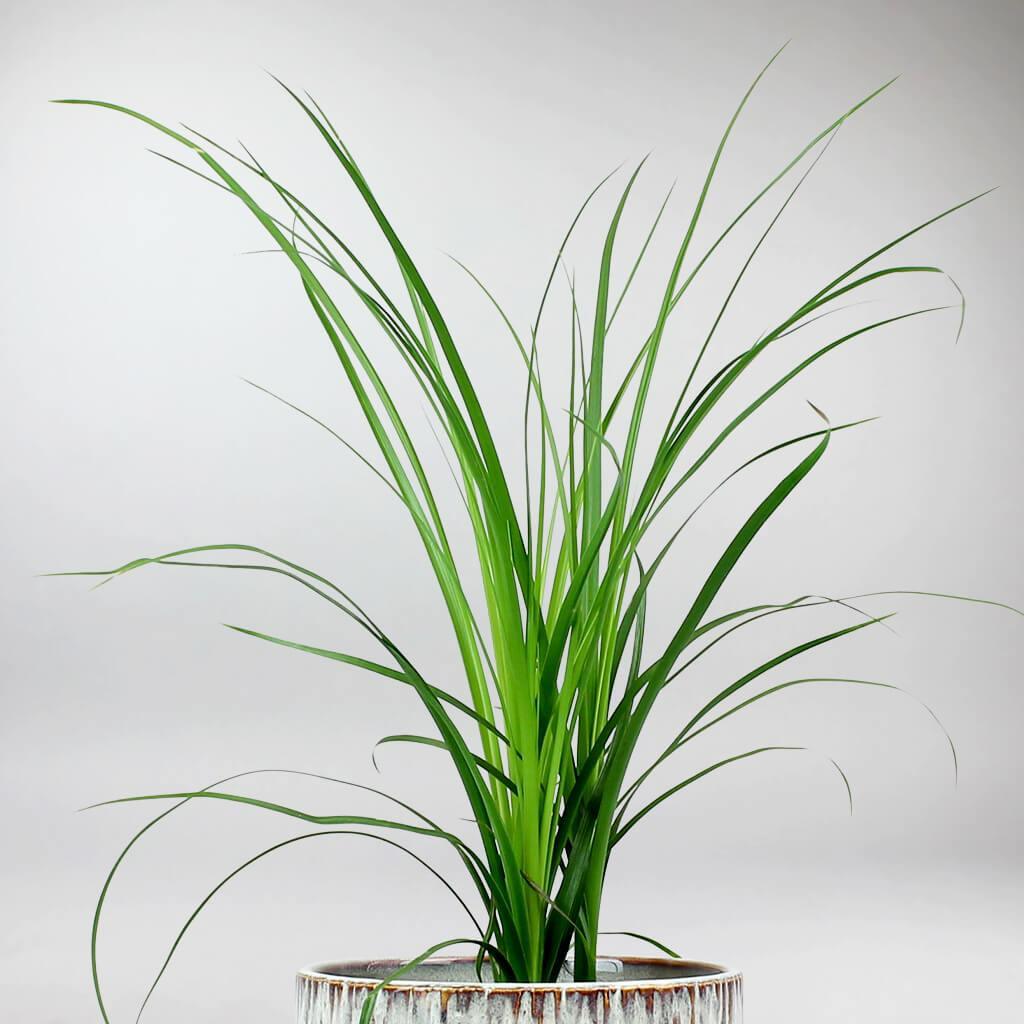 Elefantenfu Beaucarnea Nolina Recurvata Bloombox Club DE elefantenfu-beaucarnea-nolina-recurvata-bloombox-club-de