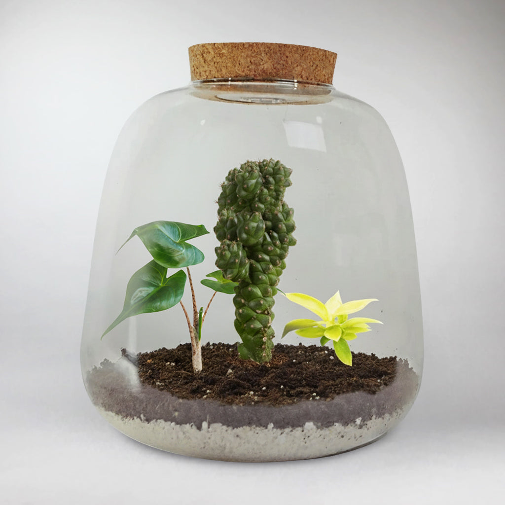 Ray of Green Terrarium DIY Kit