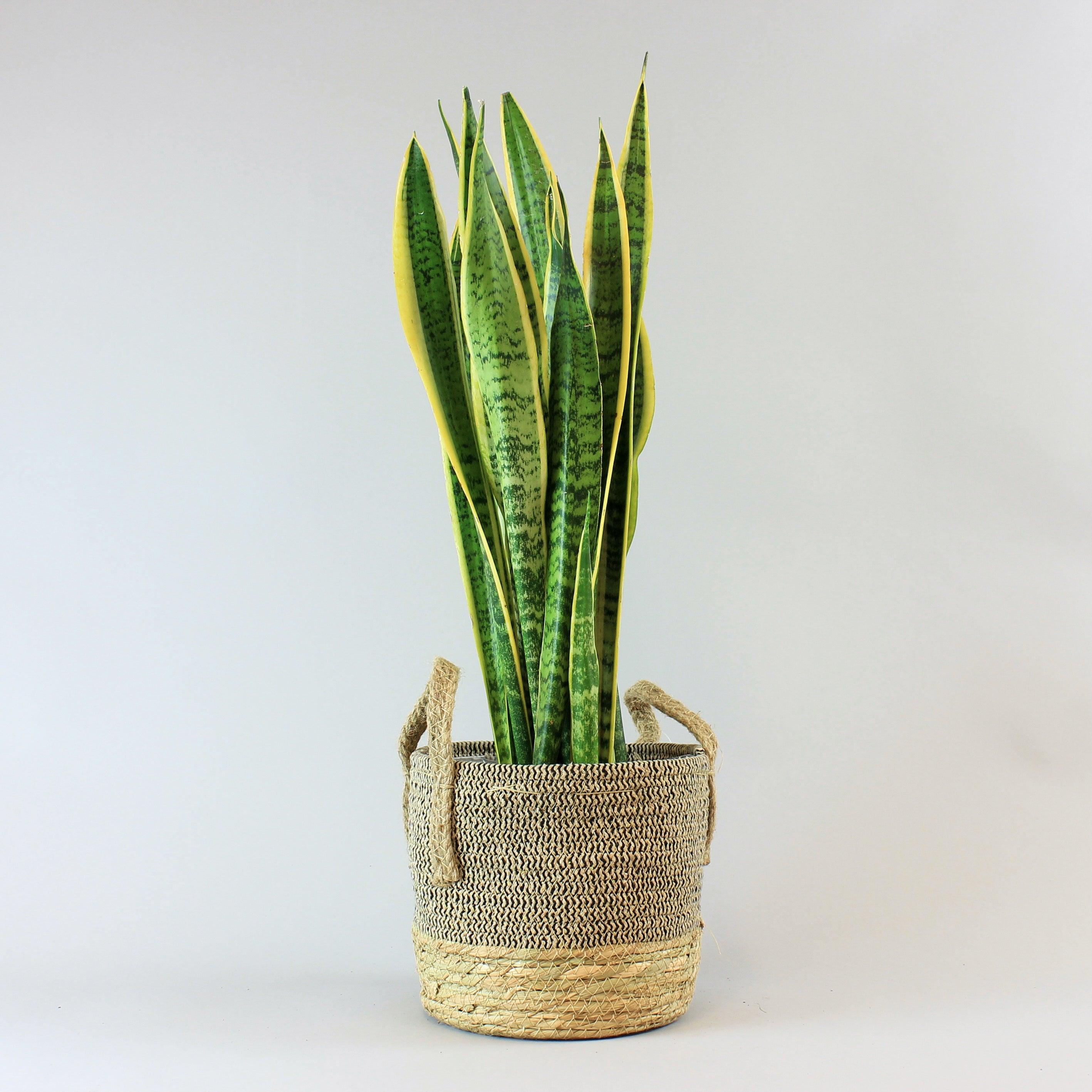 Bundle: Sansevieria Laurentii with Natural Fibre Basket