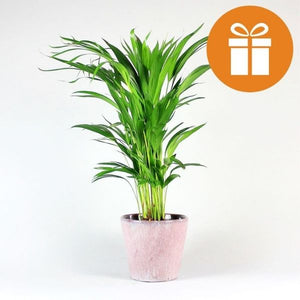 Gutschein für Pflanzen-Abo Box – Bloombox Club DE