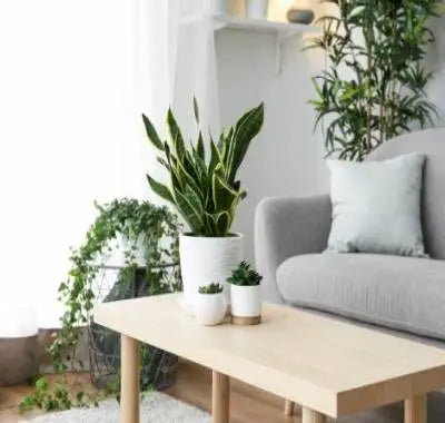 Monthly house plant subscription with free delivery service included in UK