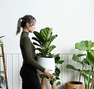 indoor house green leafy plants that are pet friendly air purifying and gifts for delivery in UK