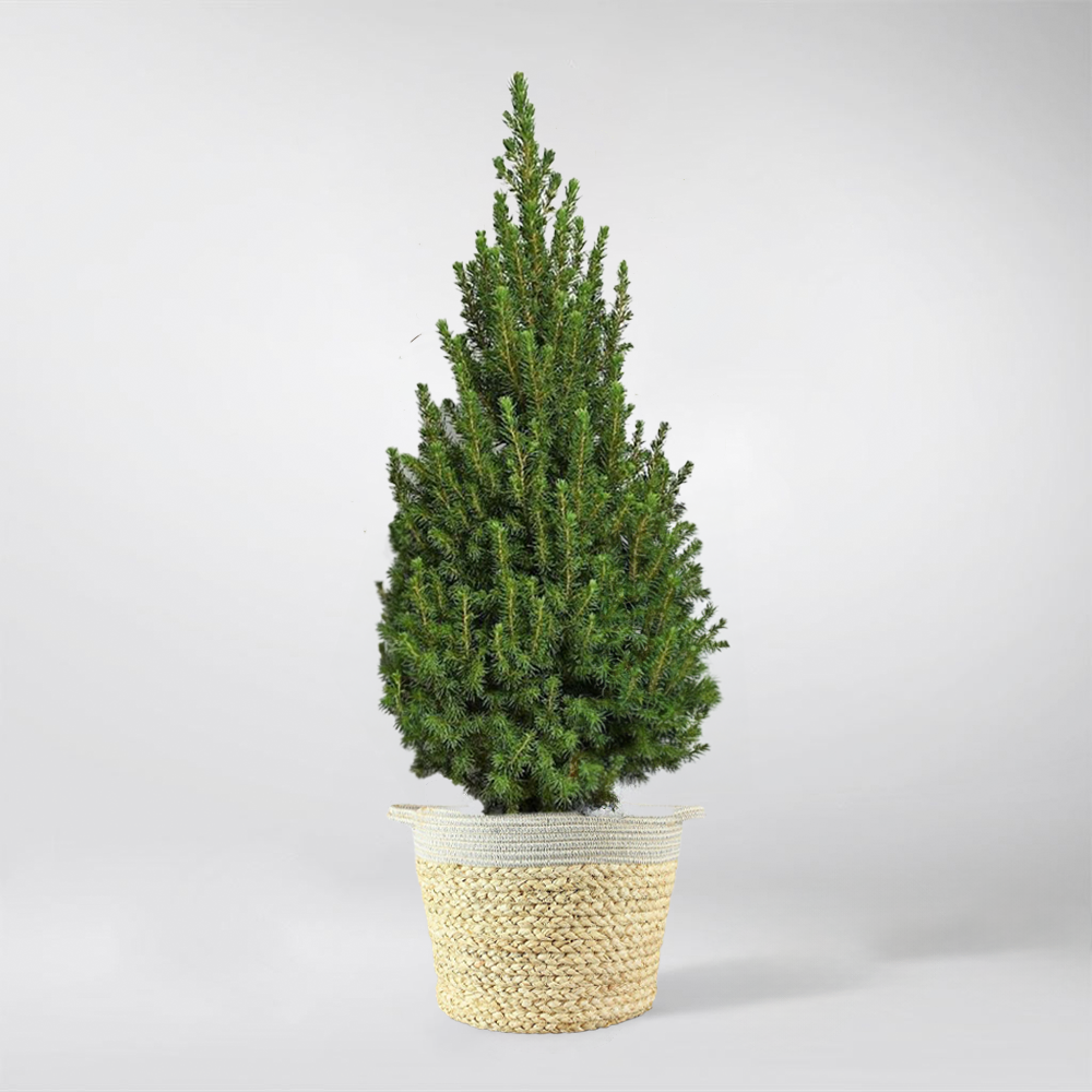 Weihnachtsbaum im Topf 50-90 cm | Picea Glauca