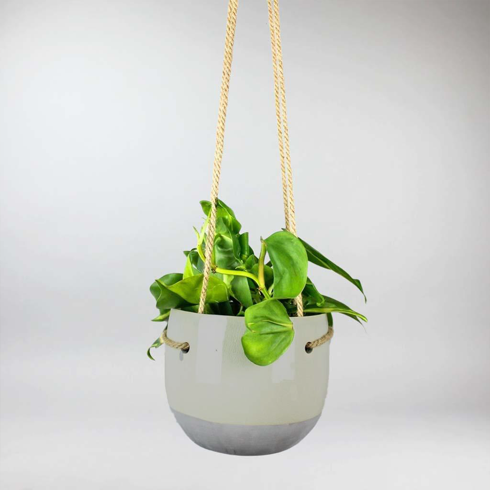 Set: Philodendron Sweetheart 'Brazil' with Hanging Ceramic Pot