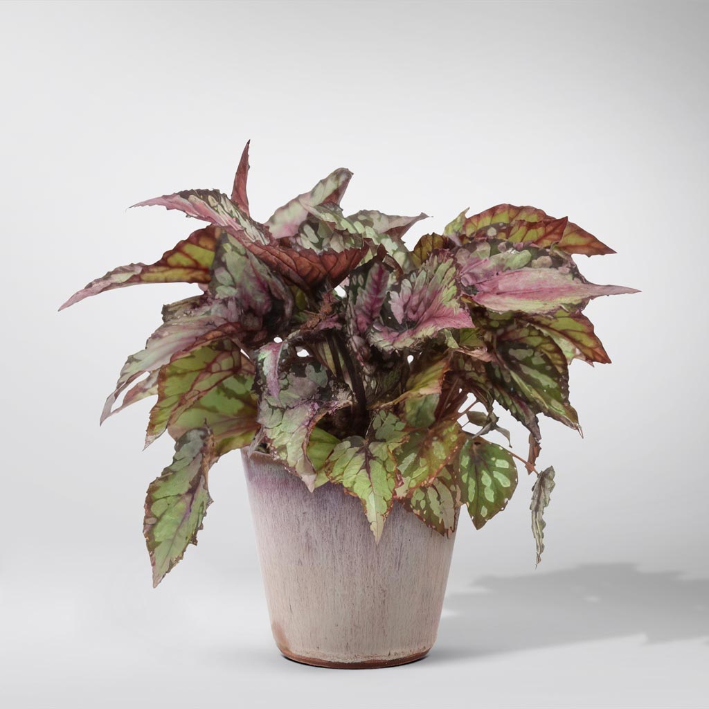 Rex Salsa Begonie Rex 'Salsa' – Bloombox Club DE