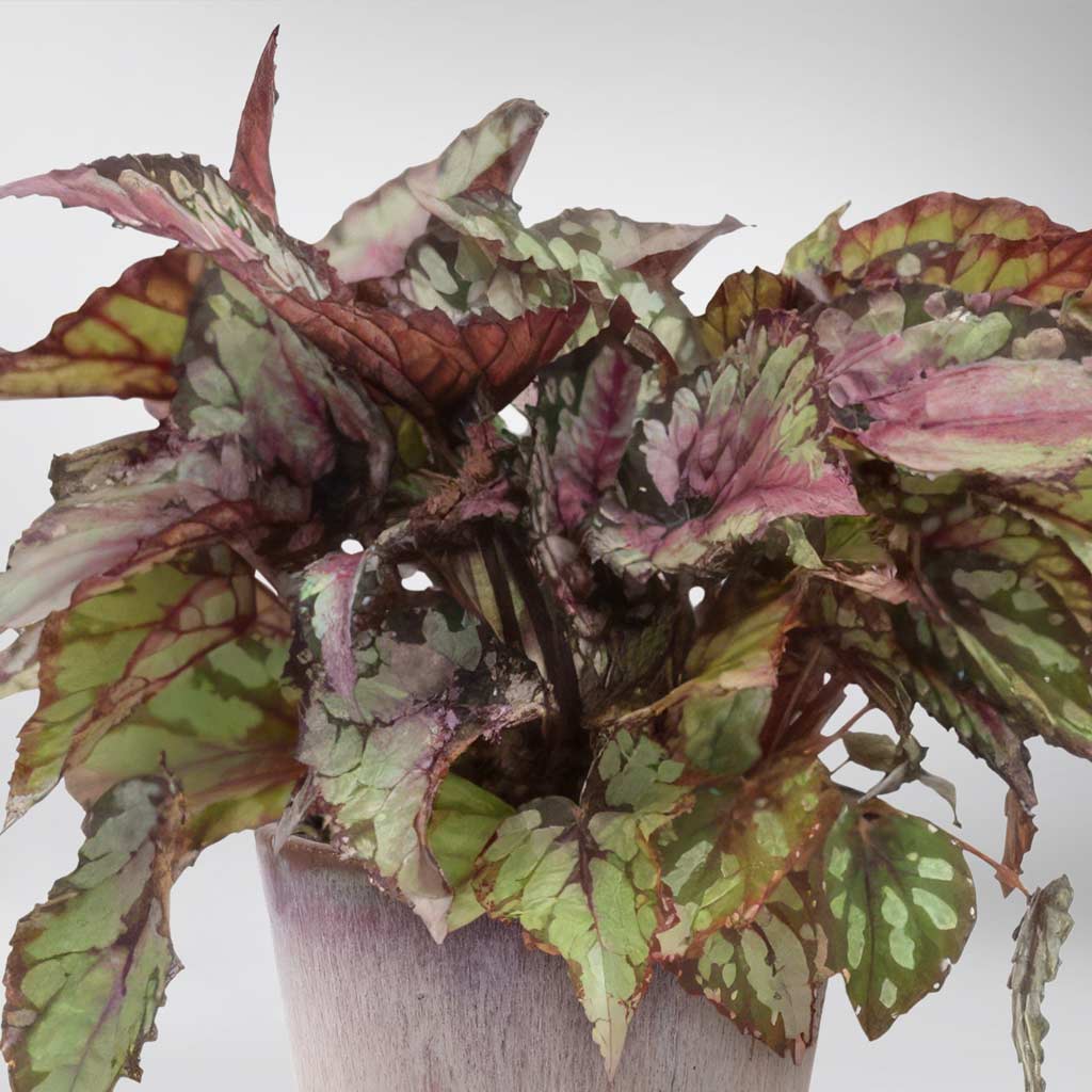 Rex Salsa Begonie Rex 'Salsa' – Bloombox Club DE