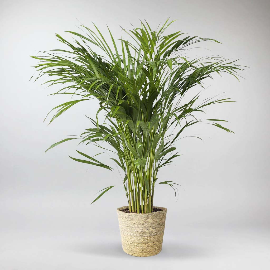 zimmerpflanze grün weisse blüten Einblatt | Spathiphyllum wallisii main image 0