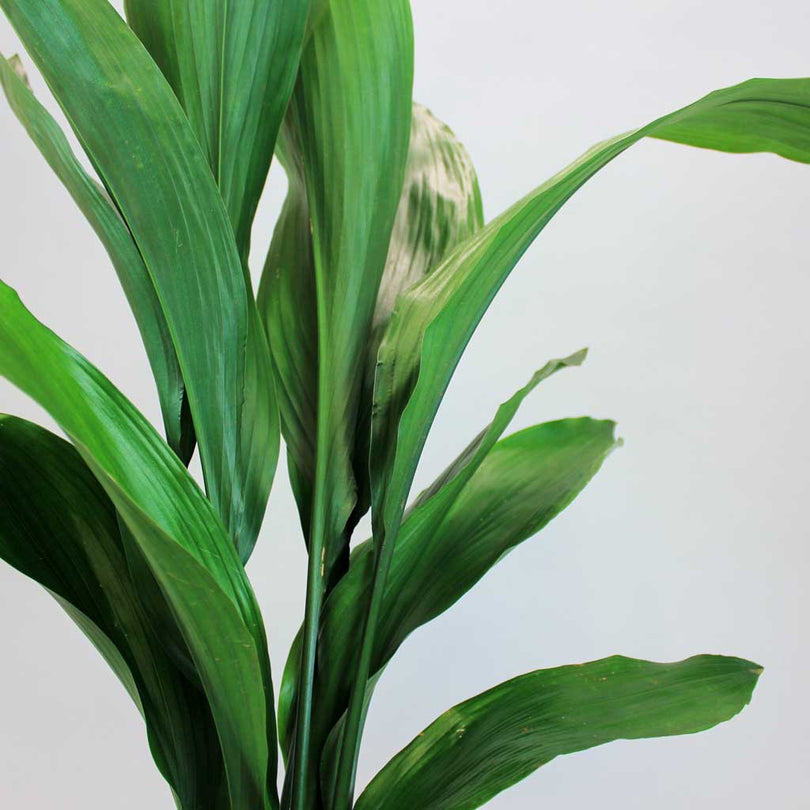 Schattenliebende Schusterpalme (Aspidistra elatior) | Bloombox Club ...