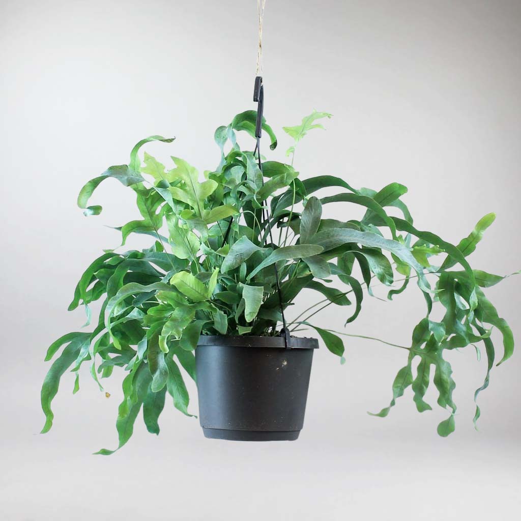 zimmerpflanze 160 cm Künstlicher Split-Philodendron – Zephira | 160 cm