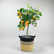 Orangenbaum 'Calamondin'  | Citrus mitis 'Calamondin'