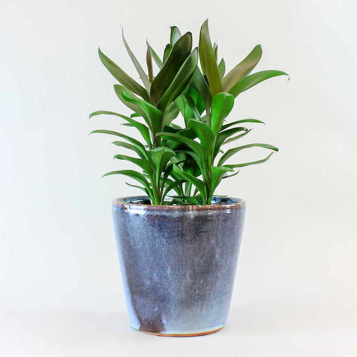 Exotenherz Keulenlilie - Cordyline Fruticosa Im 19cm Topf