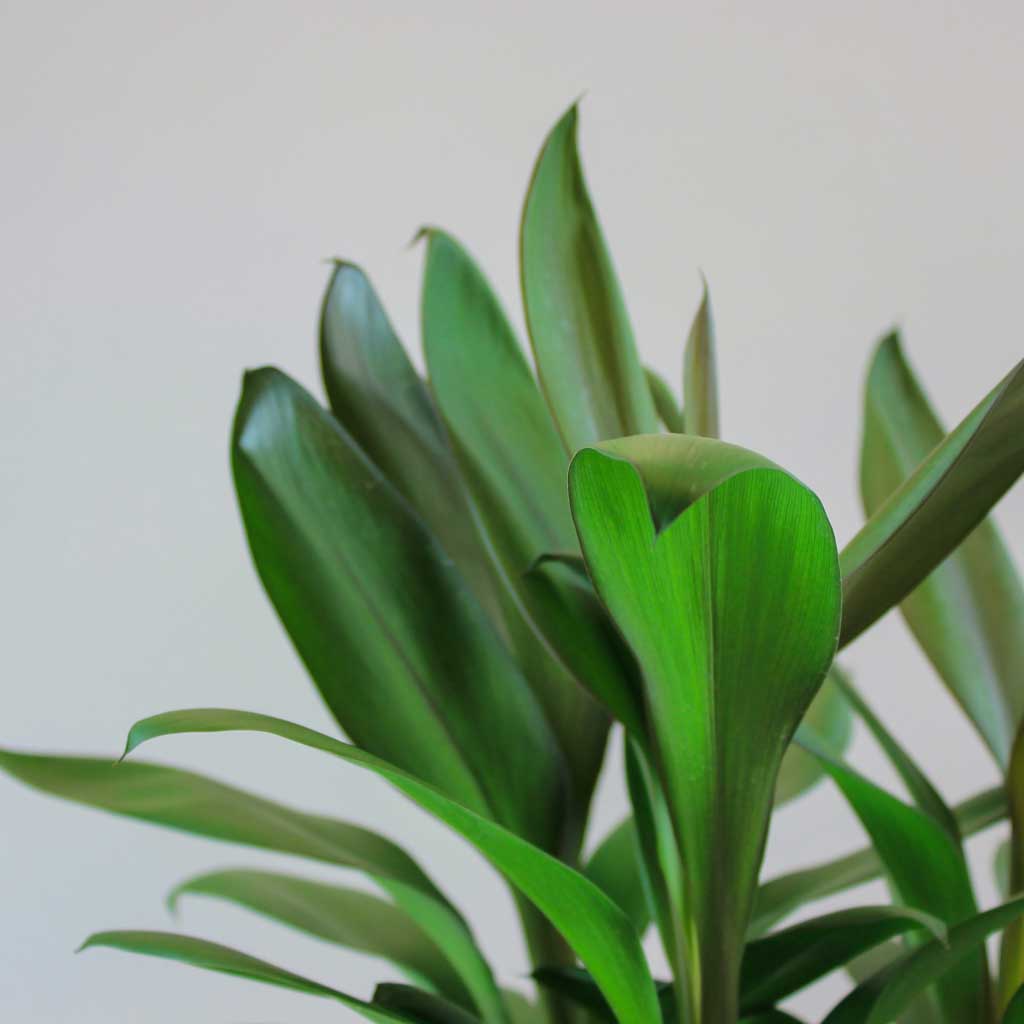 Keulenlilie 'Glauca' (Cordyline fruticosa 'Glauca' ) Bloombox Club