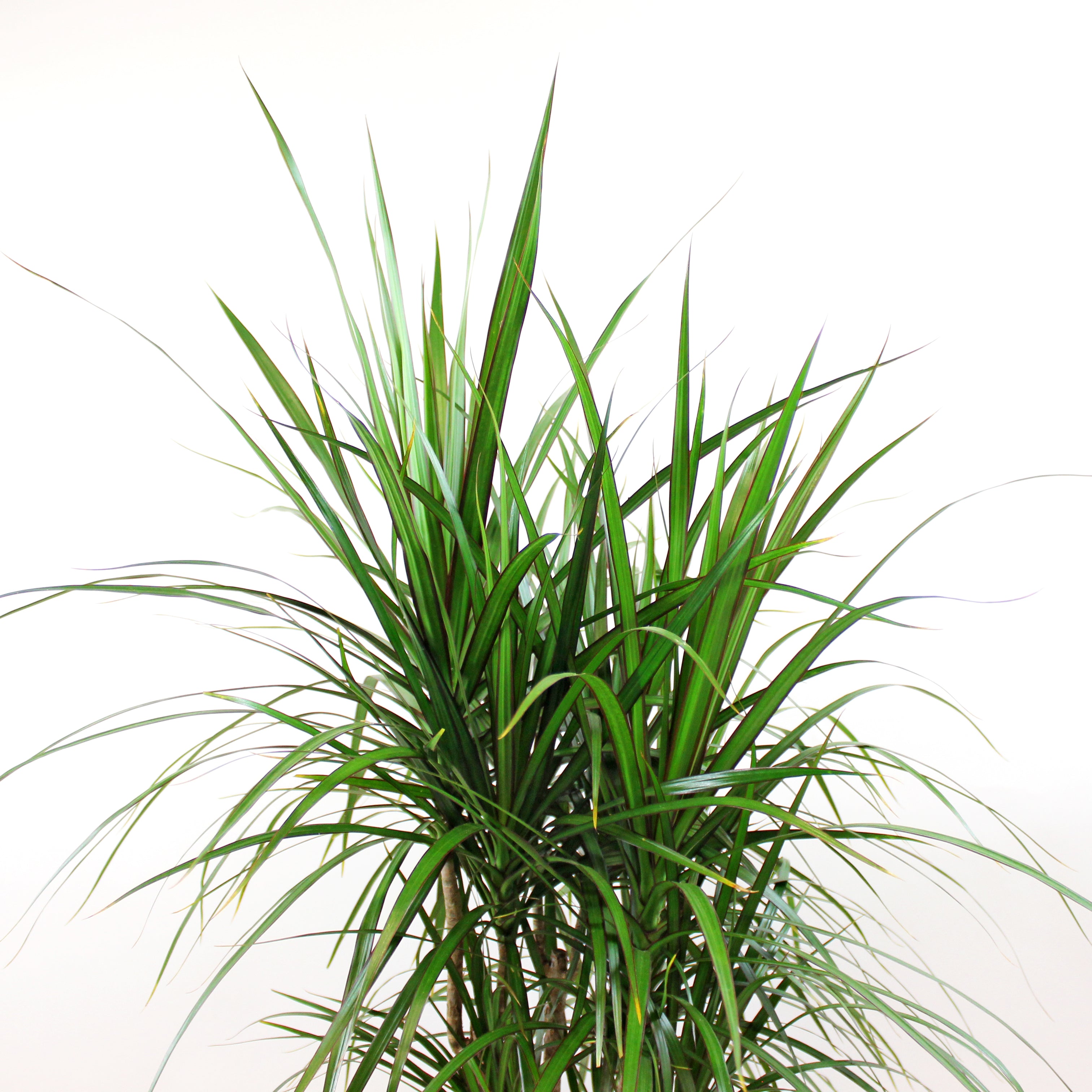 Drachenbaum 'Magenta'